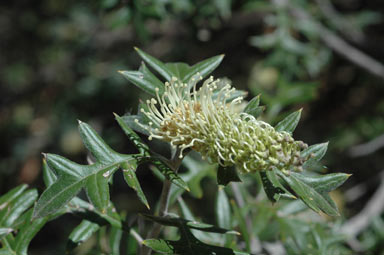 APII jpeg image of Grevillea willisii  © contact APII