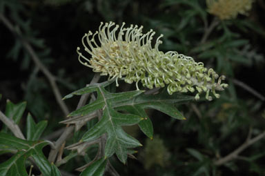 APII jpeg image of Grevillea willisii  © contact APII