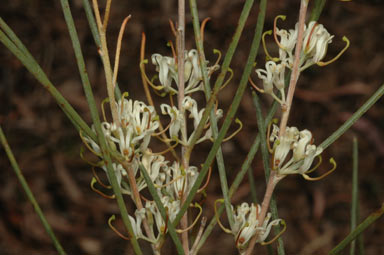 APII jpeg image of Hakea adnata  © contact APII