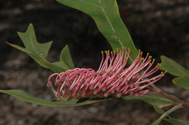 APII jpeg image of Grevillea barklyana subsp. barklyana  © contact APII