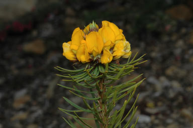 APII jpeg image of Pultenaea stipularis  © contact APII