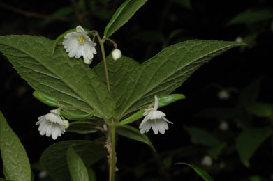 APII jpeg image of Aristotelia australasica  © contact APII