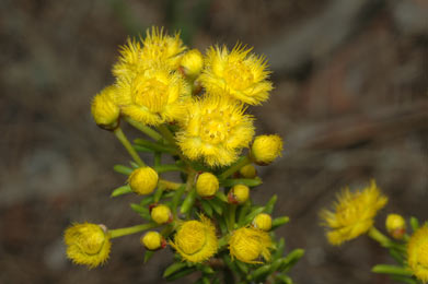 APII jpeg image of Verticordia galeata  © contact APII