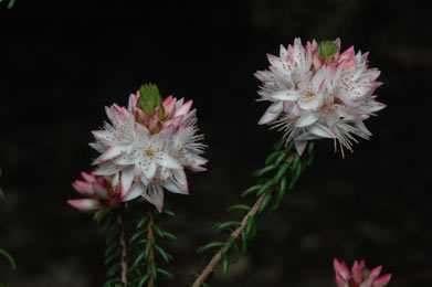 APII jpeg image of Calytrix alpestris  © contact APII