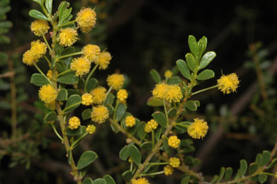 APII jpeg image of Acacia rhetinocarpa  © contact APII