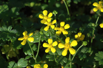 APII jpeg image of Ranunculus collinus  © contact APII