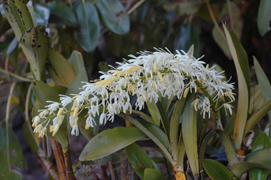 APII jpeg image of Dendrobium speciosum var. hillii  © contact APII