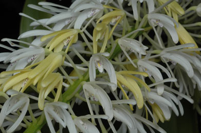 APII jpeg image of Dendrobium speciosum var. hillii  © contact APII
