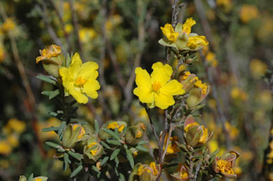 APII jpeg image of Hibbertia riparia  © contact APII