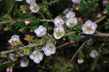 APII jpeg image of Leptospermum scoparium 'Lavender Queen'  © contact APII