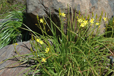 APII jpeg image of Bulbine vagans  © contact APII