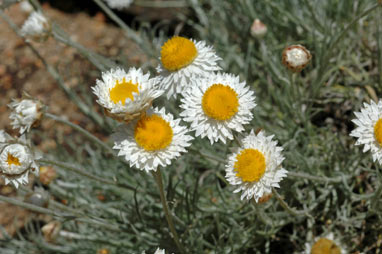 APII jpeg image of Leucochrysum albicans var. tricolor  © contact APII