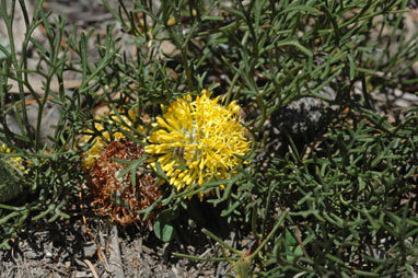 APII jpeg image of Isopogon prostratus  © contact APII