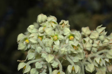 APII jpeg image of Seringia arborescens  © contact APII