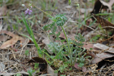 APII jpeg image of Erodium cicutarium  © contact APII