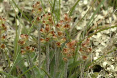 APII jpeg image of Plantago hispida  © contact APII