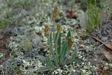 APII jpeg image of Plantago varia  © contact APII