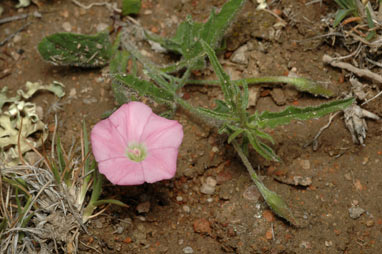 APII jpeg image of Convolvulus angustissimus subsp. angustissimus  © contact APII