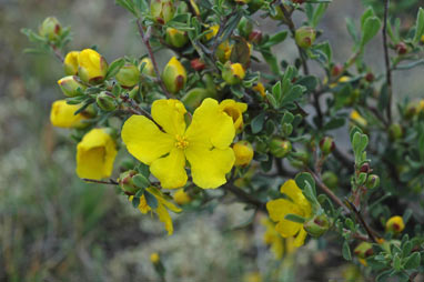 APII jpeg image of Hibbertia obtusifolia  © contact APII