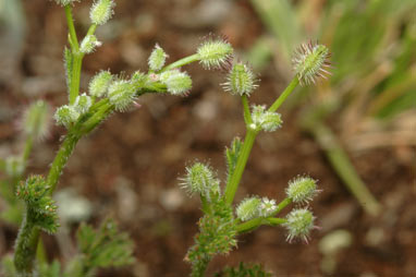 APII jpeg image of Daucus glochidiatus  © contact APII