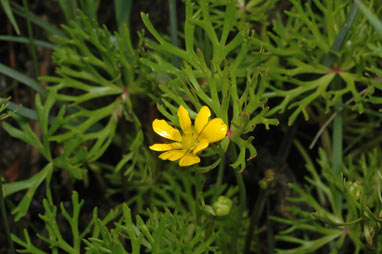 APII jpeg image of Ranunculus meristus  © contact APII