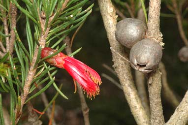 APII jpeg image of Calothamnus macrocarpus  © contact APII