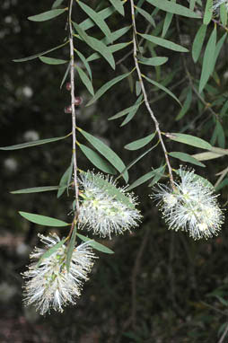 APII jpeg image of Melaleuca groveana  © contact APII