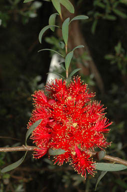 APII jpeg image of Melaleuca fulgens subsp. steedmanii  © contact APII