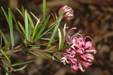 APII jpeg image of Grevillea humilis subsp. lucens  © contact APII