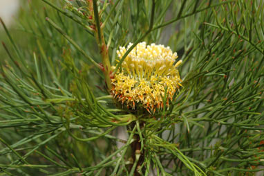 APII jpeg image of Isopogon anethifolius  © contact APII