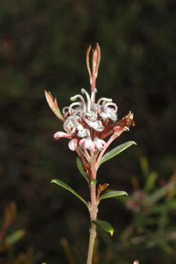 APII jpeg image of Grevillea sphacelata  © contact APII