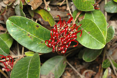 APII jpeg image of Grevillea laurifolia  © contact APII