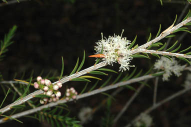 APII jpeg image of Melaleuca oxyphylla  © contact APII