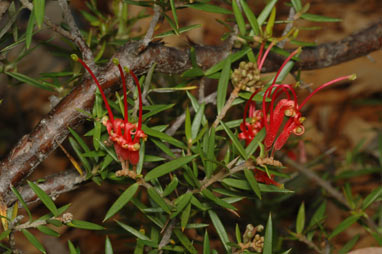 APII jpeg image of Grevillea juniperina subsp. allojohnsonii  © contact APII