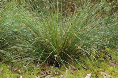 APII jpeg image of Lomandra fluviatilis  © contact APII