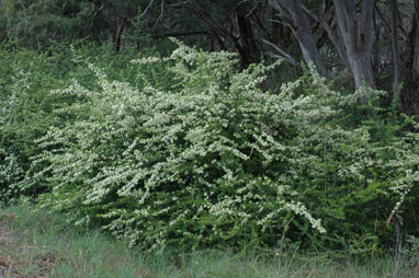 APII jpeg image of Pyracantha rogersiana  © contact APII