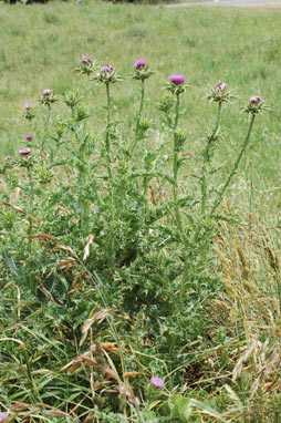 APII jpeg image of Silybum marianum  © contact APII