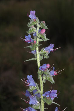 APII jpeg image of Echium vulgare  © contact APII