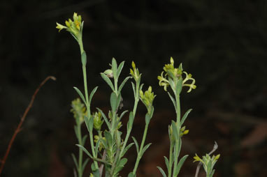 APII jpeg image of Pimelea curviflora var. sericea  © contact APII