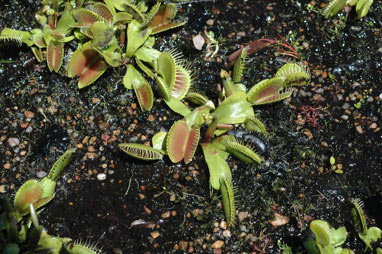 APII jpeg image of Dionaea muscipula  © contact APII