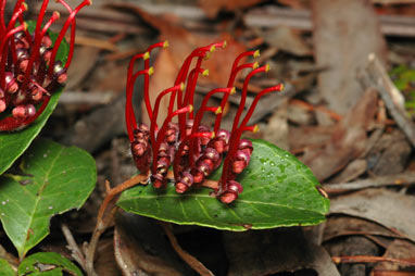 APII jpeg image of Grevillea laurifolia  © contact APII