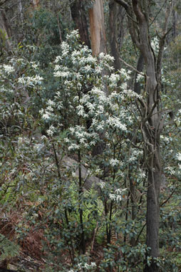 APII jpeg image of Quintinia sieberi  © contact APII