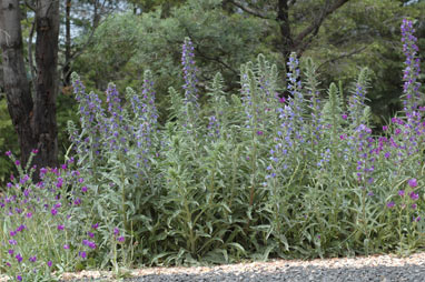 APII jpeg image of Echium vulgare  © contact APII