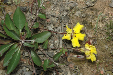 APII jpeg image of Goodenia hederacea subsp. hederacea  © contact APII