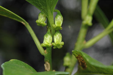 APII jpeg image of Melicytus latifolius  © contact APII