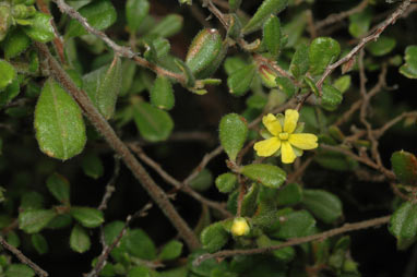 APII jpeg image of Hibbertia gracilipes  © contact APII