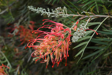 APII jpeg image of Grevillea 'Mason's Hybrid'  © contact APII