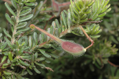 APII jpeg image of Grevillea lanigera  © contact APII