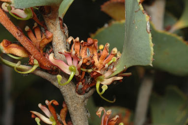 APII jpeg image of Hakea brownii  © contact APII