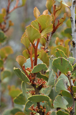 APII jpeg image of Hakea brownii  © contact APII